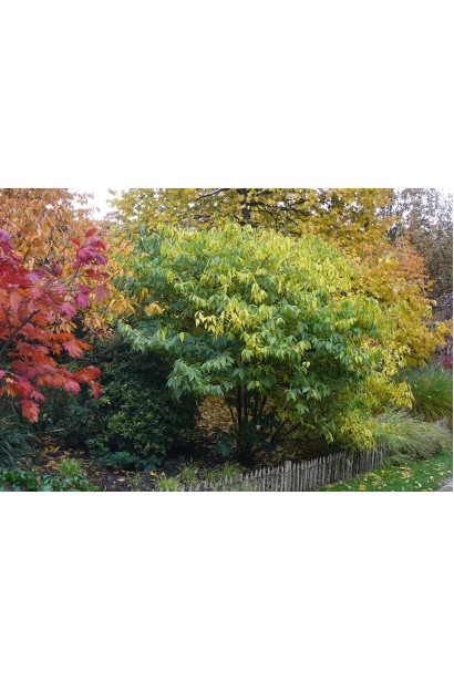 Зимоцвіт ранній